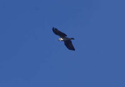 Osprey #5