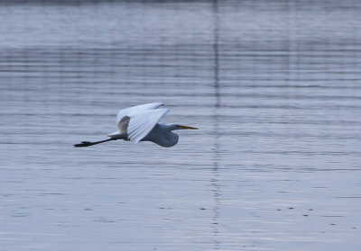 Flight of the Egret