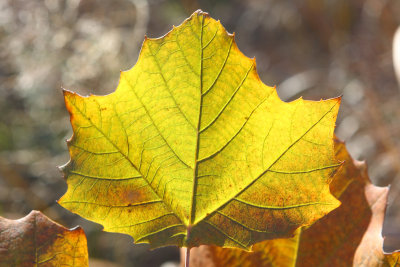 Golden Leaf