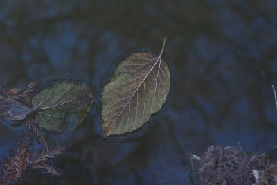 Floating Leaves