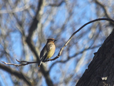 Cedar Waxwing 2