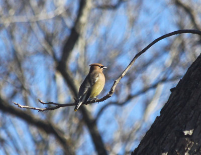 Cedar Waxwing 3