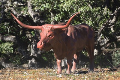 Longhorn Fan