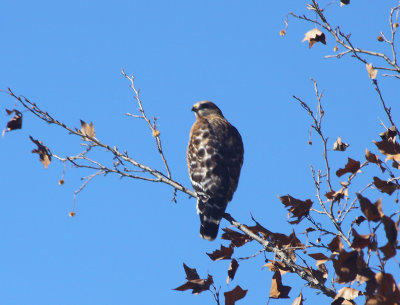 Red Shouldered Hawk