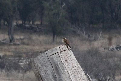 Sparrow