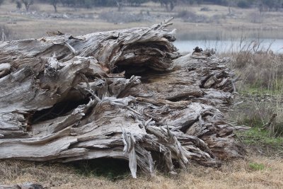 Fallen Weathered Tree