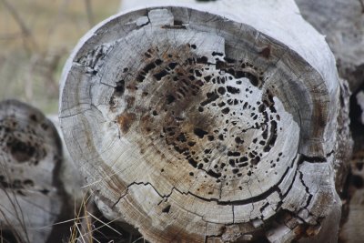 Weathered Stump