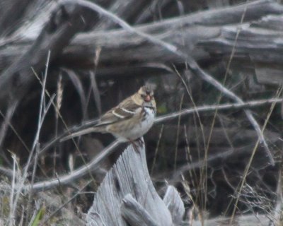 Harris's Sparrow