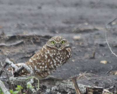 Burrowing Owl - Side View