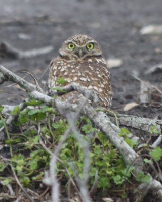 Burrowing Owl - Looking Back