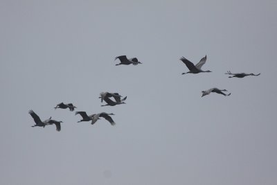 Sandhill Cranes forming up