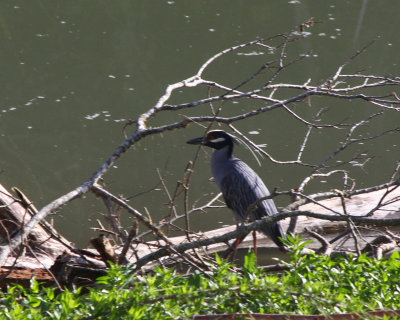 Yellow-Crowned Night Heron