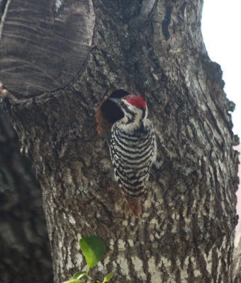 Ladderback Woodpecker inspecting hole