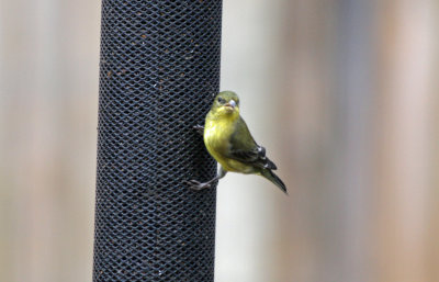 Female Lesser Goldfinch