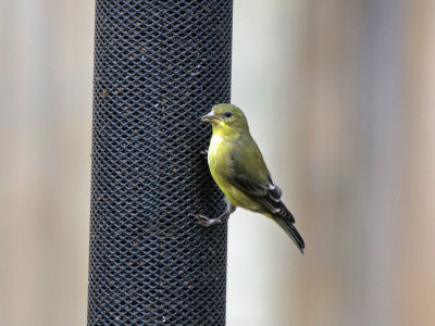 Female Lesser Goldfinch