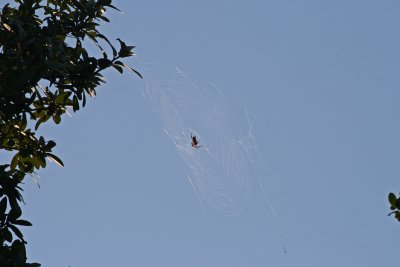 Spider in the sky