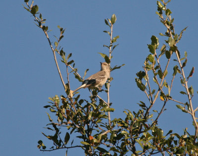 Mockingbird