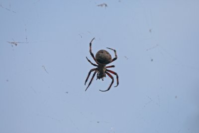 Spider