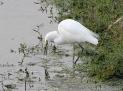 Snowy Egret on the Prowl