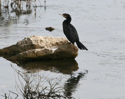 Neotropic Cormorant