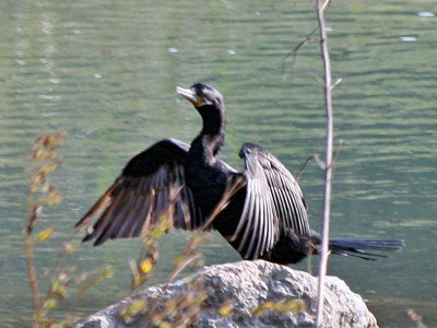 Neotropic Cormorant