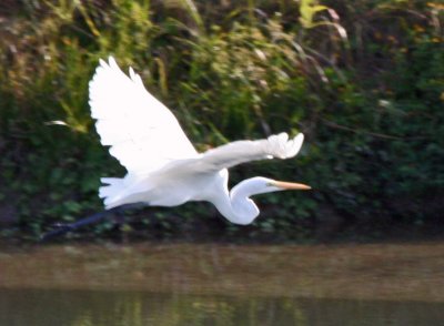 Egret in Flight