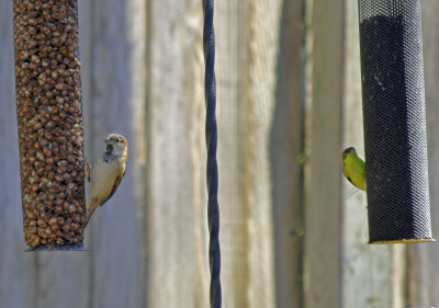 Juvenile House Sparrow, Lessor Goldfinch