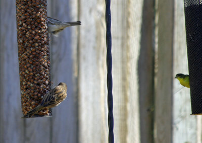 House Sparrow and Lessor Goldfinch