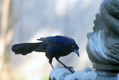 Great-tailed Grackle