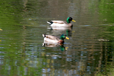 Mallards