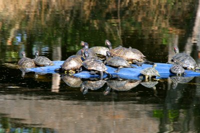 Turtles sunbathing