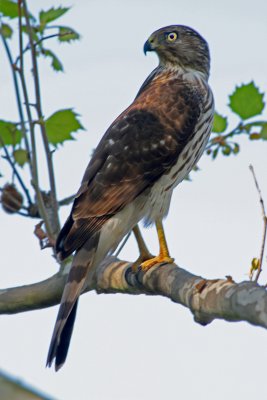 Coopers Hawk 1