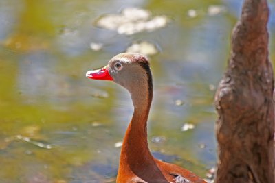 Black-Bellied Whistling Duck