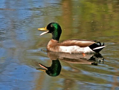 Singing Mallard
