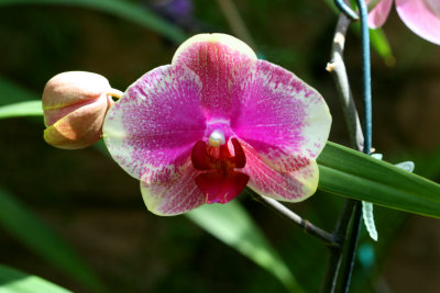 Orchid Room 3
