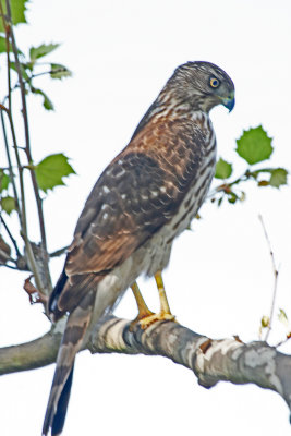 Coopers Hawk 3