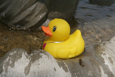 Domestic Duck