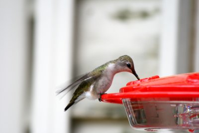 Black-Chinned Hummingbird, female (2)