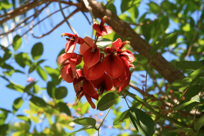 Red flower on tree