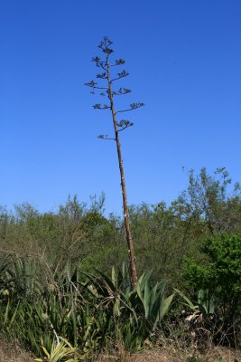 Cactus Bloom Stalk