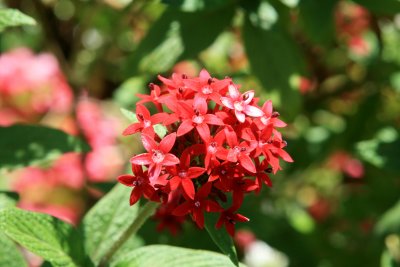 Red Flower Cluster