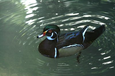 Wood Duck