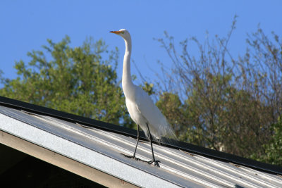 Egret