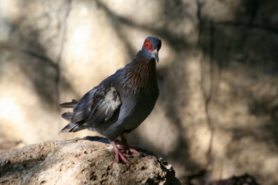 African Pigeon