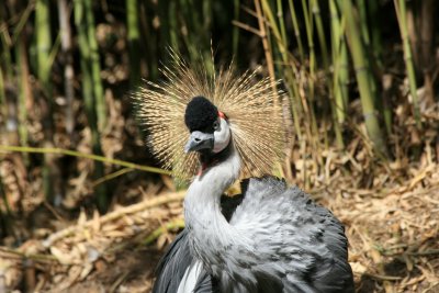 West African Crowned Crane