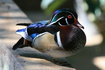 Wood Duck 2