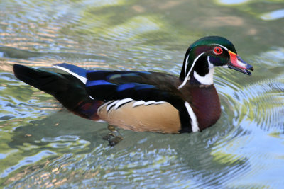 Wood Duck 3