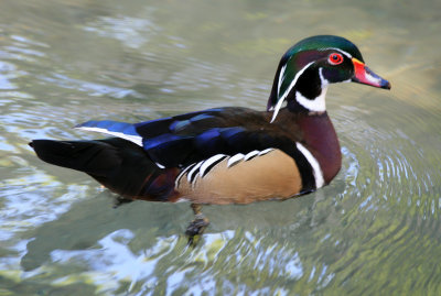 Wood Duck 4