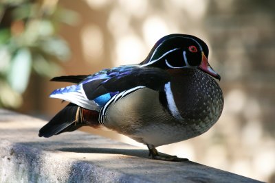 Wood Duck 5