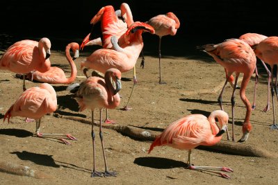Flamingos 2
